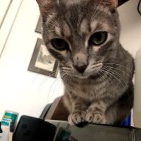 The Neighborhood Vet ico