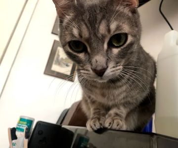 The Neighborhood Vet