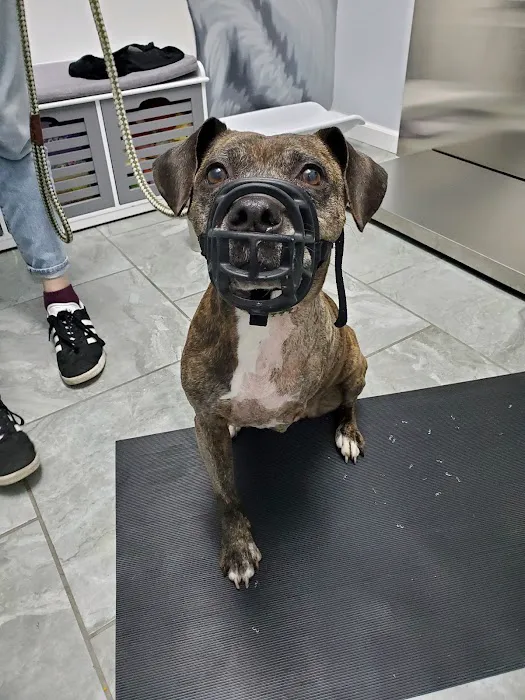 The Neighborhood Vet 8
