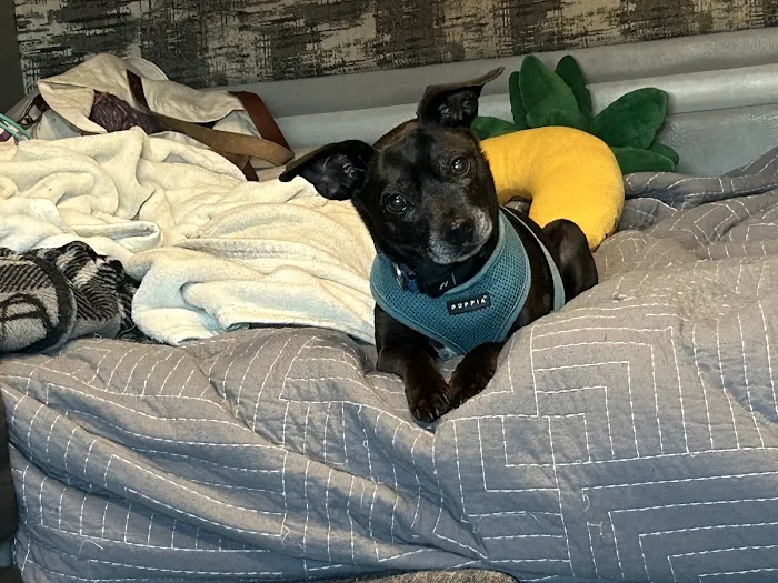 Banfield Pet Hospital 5