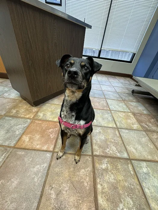 Special Friends Veterinary Clinic & Grooming 8