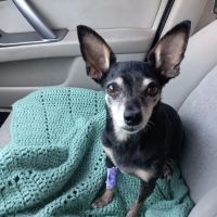 Caring Hands Veterinary Hospital ico