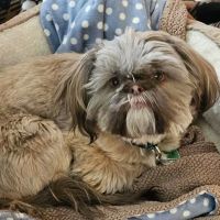 CityVet | Thornton ico