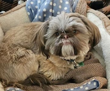 CityVet | Thornton