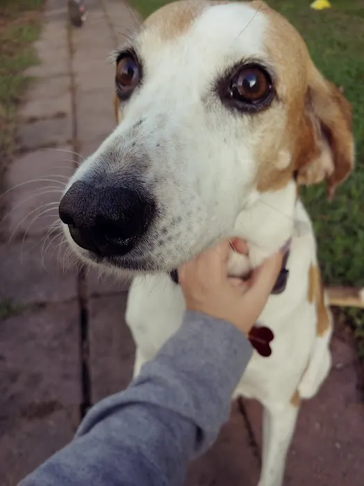 CityVet | Thornton 3