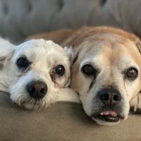 Meridian Animal Hospital ico
