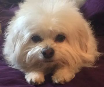 Piney Creek Square Integrative Veterinary Medicine