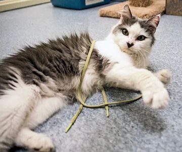 Parkside Animal Health Center