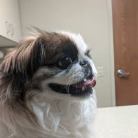 Louisville Family Animal Hospital ico