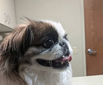 Louisville Family Animal Hospital