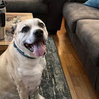 VCA Centennial Valley Animal Hospital ico