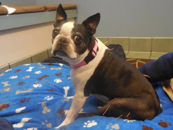 VCA Centennial Valley Animal Hospital 4