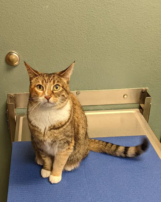VCA Centennial Valley Animal Hospital 8