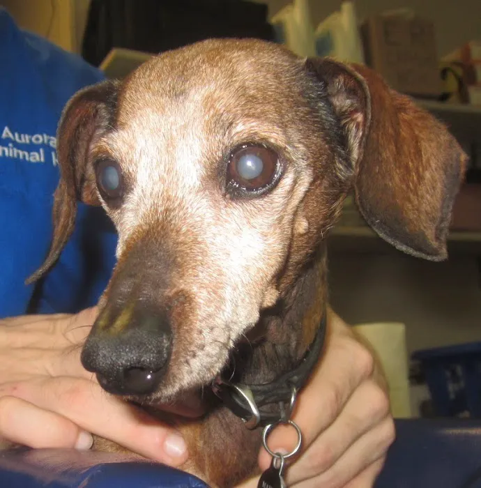 Aurora Hills Animal Hospital 9