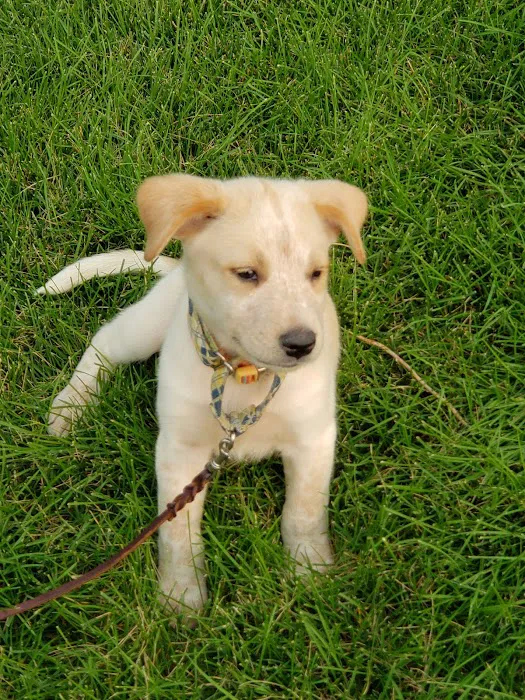 Aurora Hills Animal Hospital 1