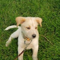 Aurora Hills Animal Hospital ico