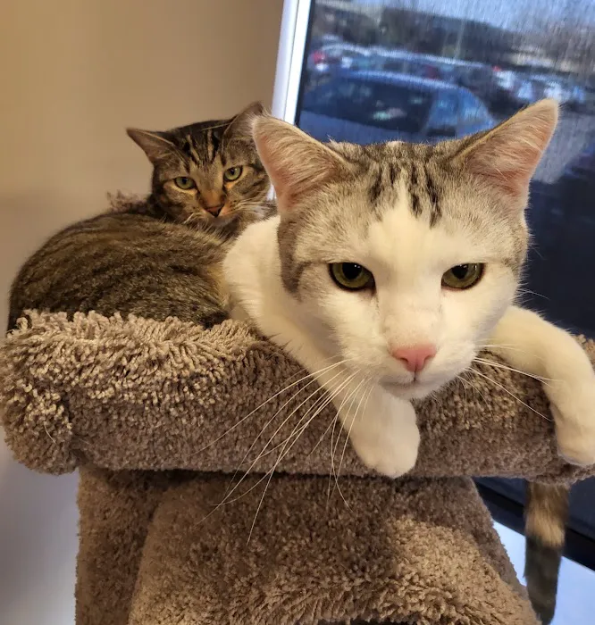 Aurora Hills Animal Hospital 2