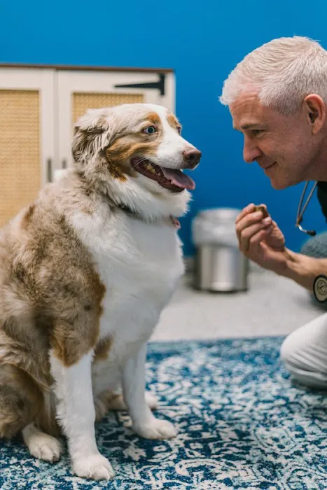 PetVet365 Pet Hospital Aurora 12
