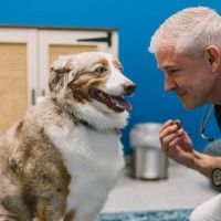 PetVet365 Pet Hospital Aurora ico