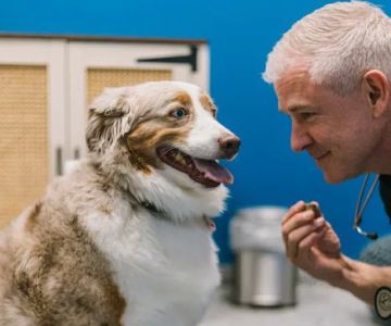PetVet365 Pet Hospital Aurora