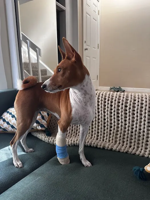 Pet Palace Vet Clinic 7