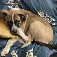 Pet Palace Vet Clinic ico