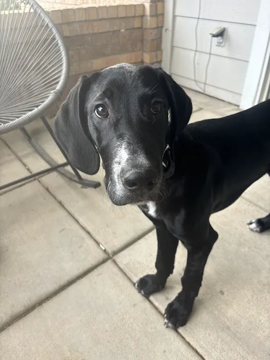 Pet Palace Vet Clinic 6