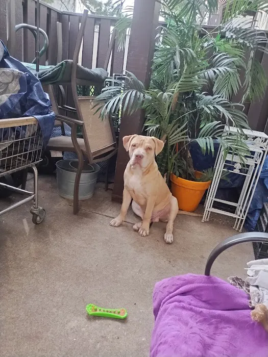 Pet Palace Vet Clinic 10