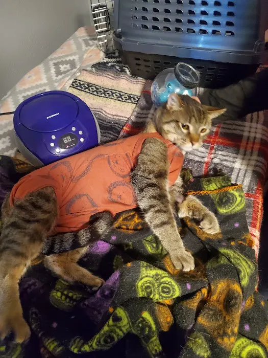 Aurora Cat Hospital & Hotel 9