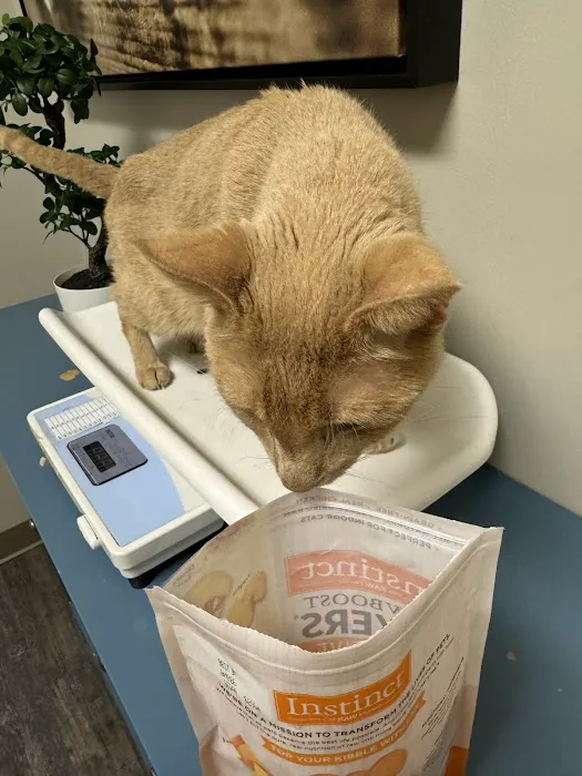 Aurora Cat Hospital & Hotel 5