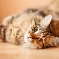 Aurora Cat Hospital & Hotel ico