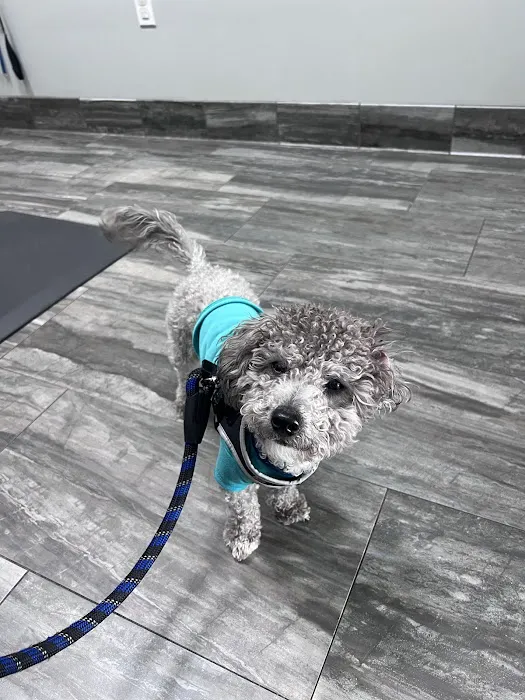 Brooklyn Veterinary Clinic 4