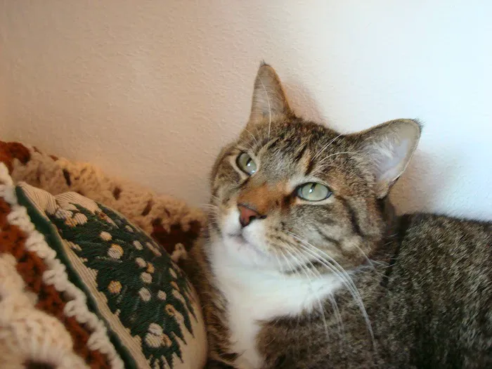 Castle Rock Cat Hospital 2