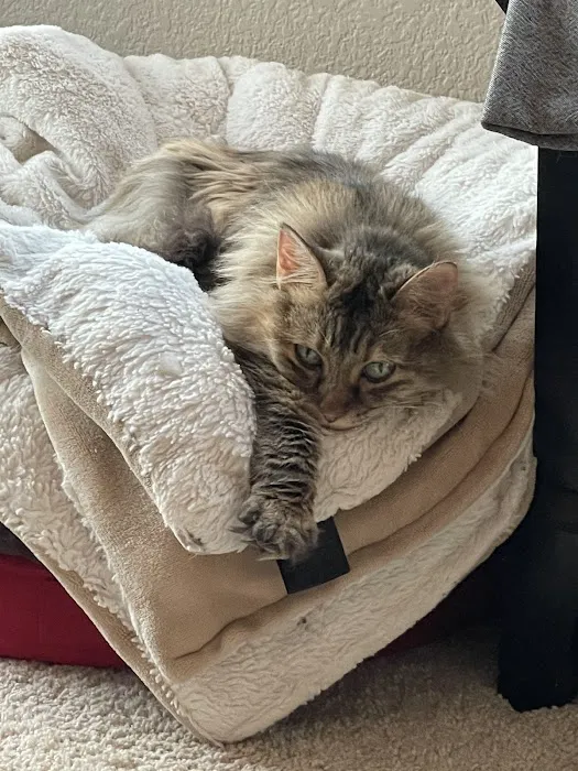 Castle Rock Cat Hospital 1