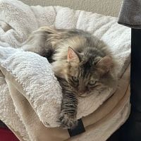Castle Rock Cat Hospital ico