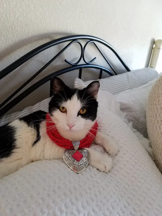 Castle Rock Cat Hospital 8