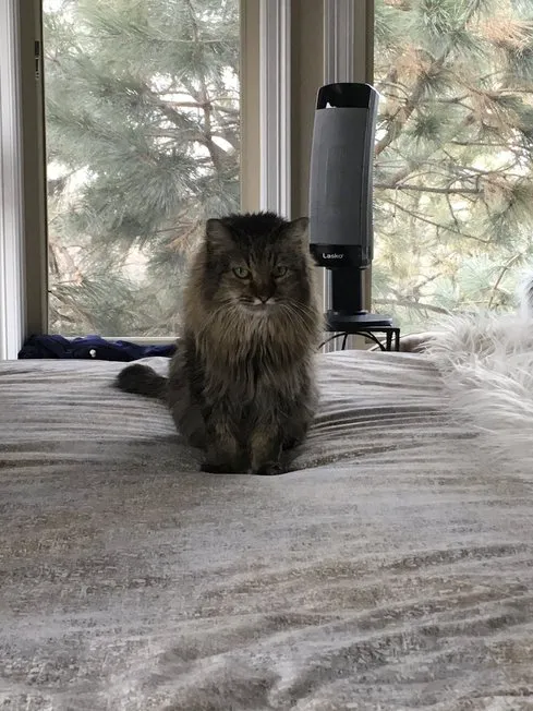 Castle Rock Cat Hospital 7