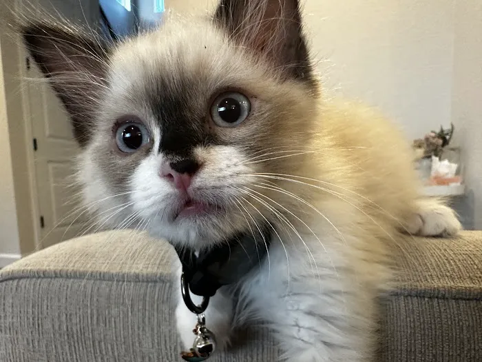 Castle Rock Cat Hospital 6