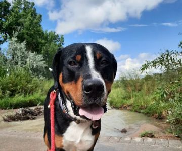 Plum Creek Veterinary Services