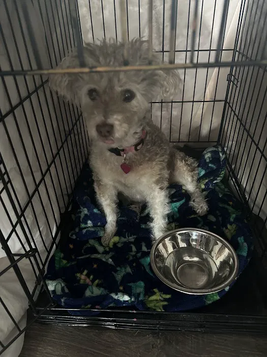 VCA Douglas County Animal Hospital 12