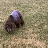 Blue Spruce Animal Clinic ico
