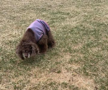 Blue Spruce Animal Clinic