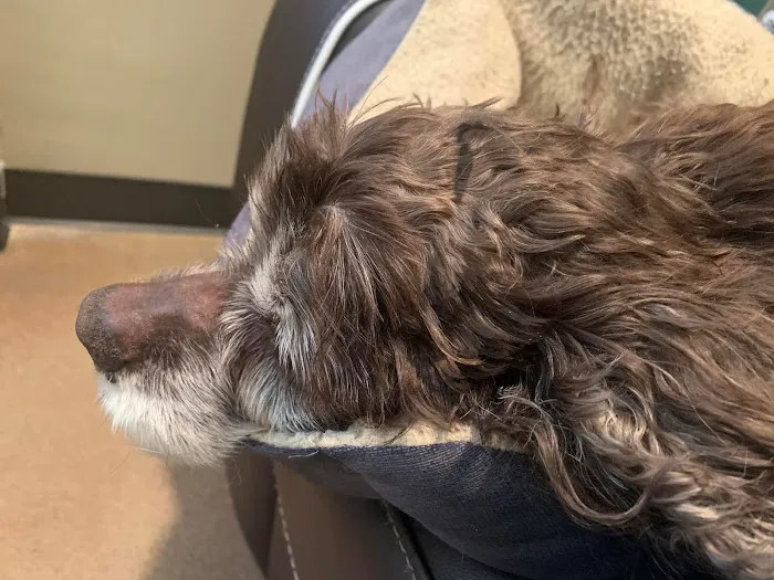 Blue Spruce Animal Clinic 7