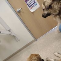 Brekke Veterinary Clinic Aloha Street ico
