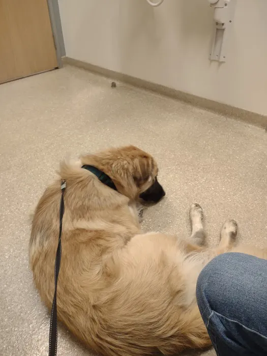 Brekke Veterinary Clinic Aloha Street 6