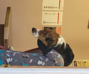 Clear Creek Vet Clinic