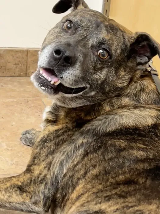 Pitman Animal Hospital 4