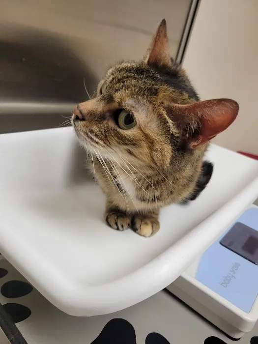 Pitman Animal Hospital 9
