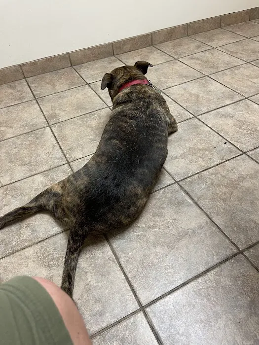Pitman Animal Hospital: La Ferriere Genevieve DVM 4