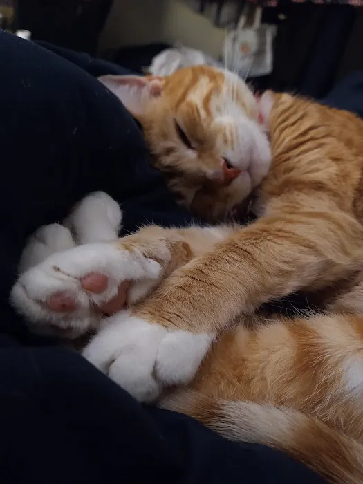 Marmalade & Mobile Vet 3